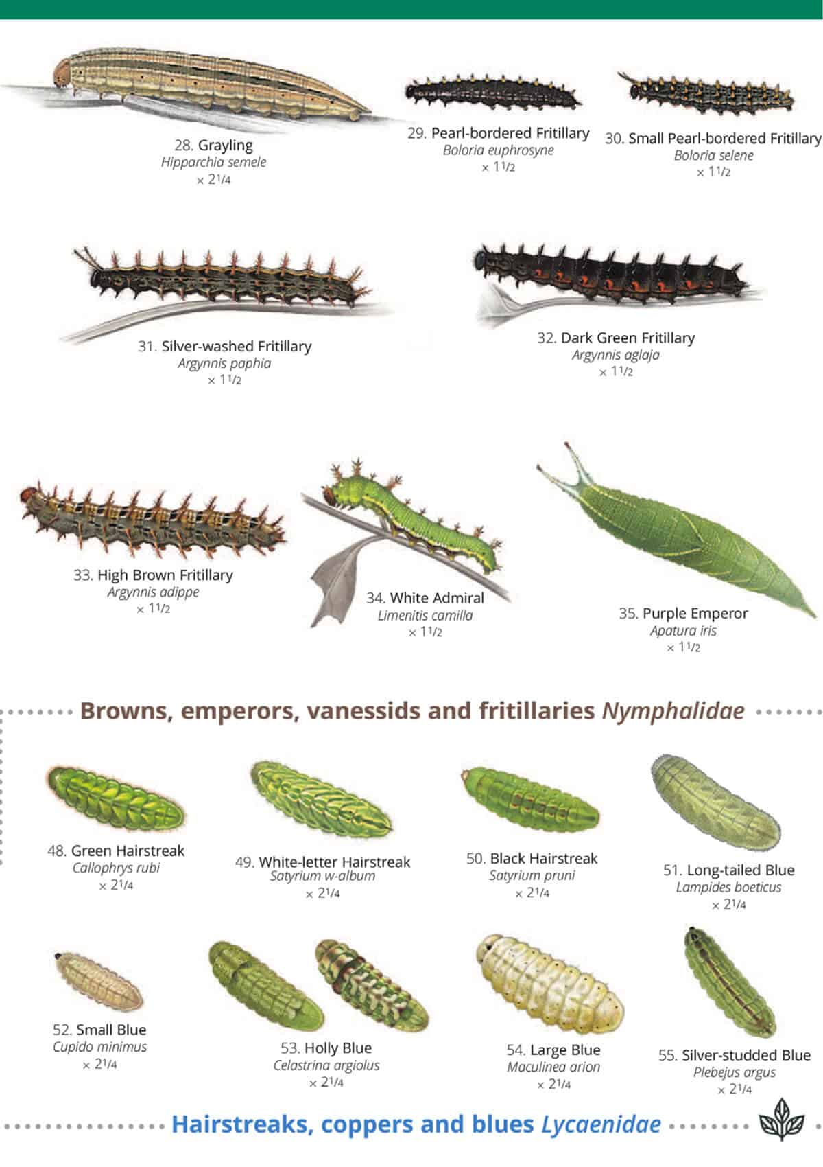 British Caterpillar Identification Guide Fsc Caterpillar Field Guide