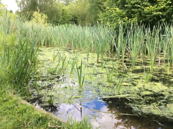 Keeping frog tadpoles – Field Studies Council