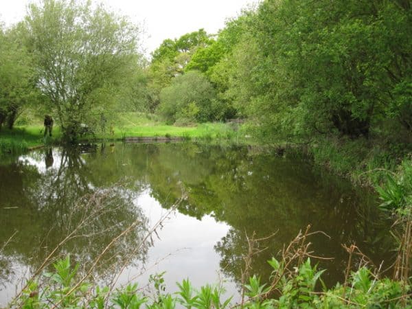 FSC London: Bushy Park – Field Studies Council