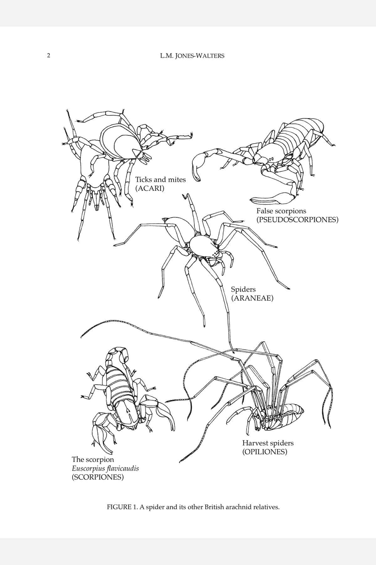 Spiders AIDGAP | Paperback Identification Key |Field Studies Council