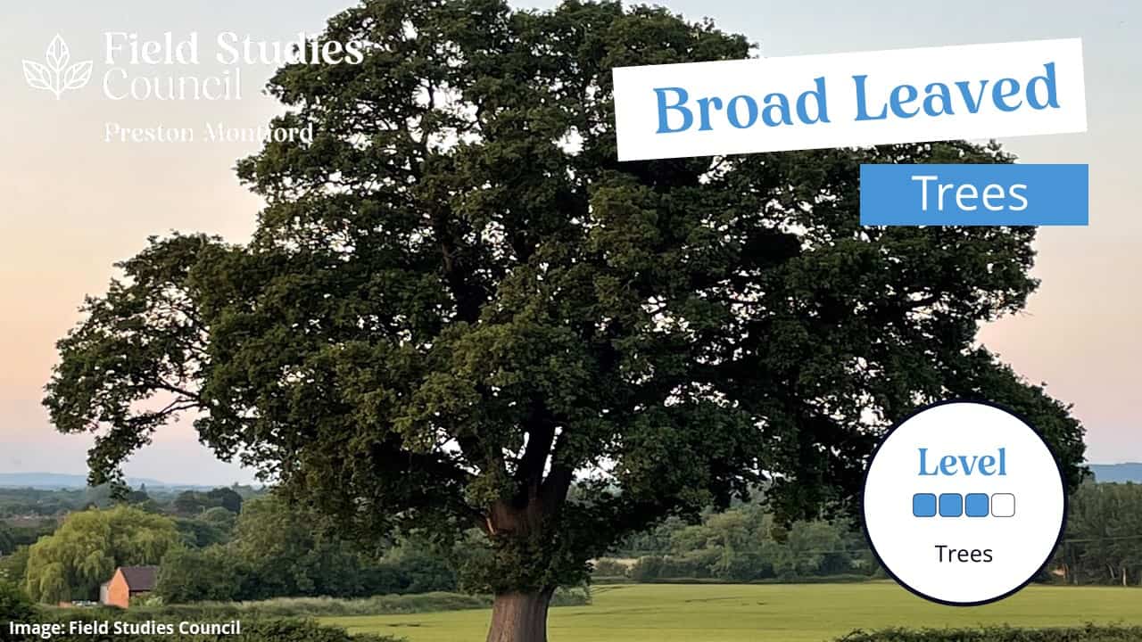 broad-leaved-trees-field-studies-council