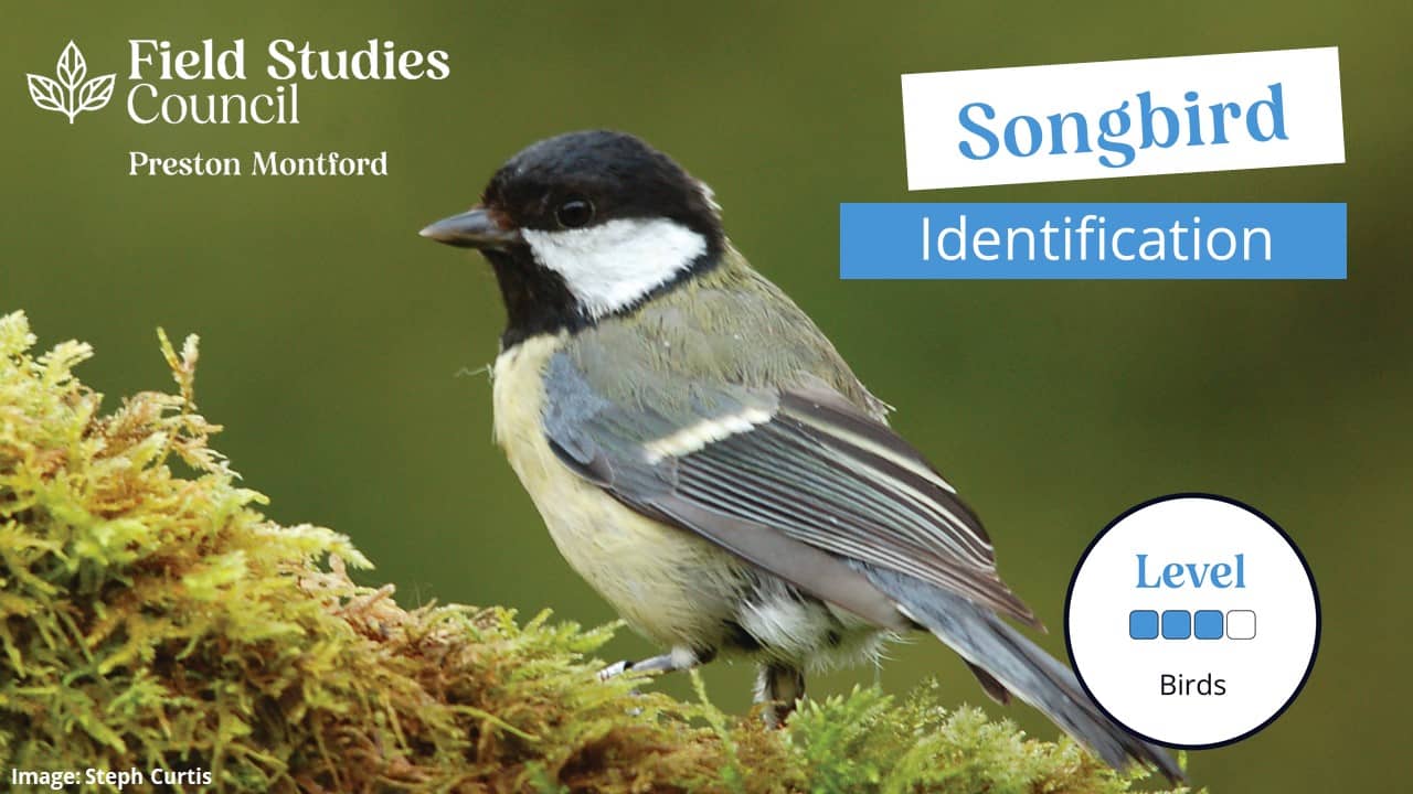 Songbird Identification - MMU 2023 – Field Studies Council