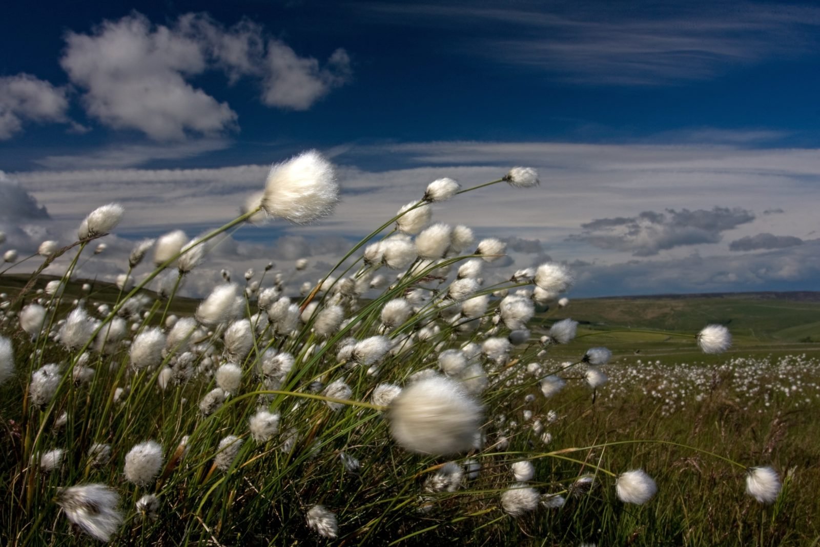 Grasses And Grass Like Plant Identification Field