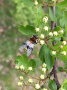 Hoverfly Identification Chart