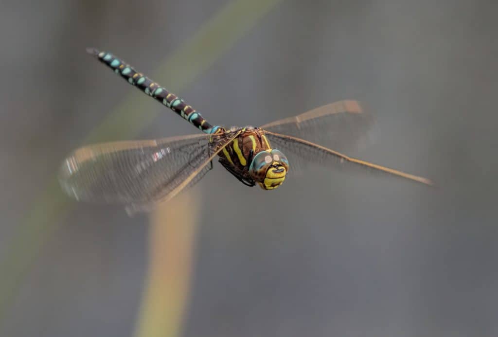 Freshwater Invertebrate Identification – Field Studies Council