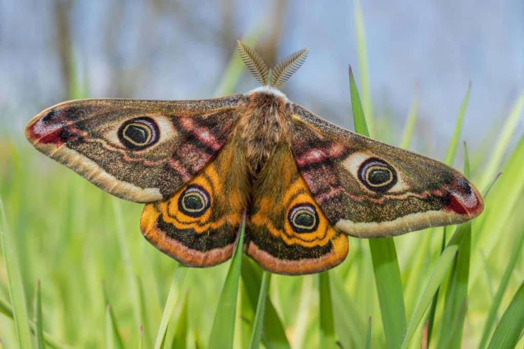 Butterfly And Moth Identification | Moths And Butterflies Cources