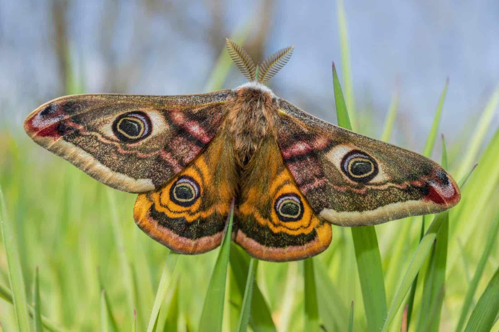 Butterfly And Moth Identification | Moths And Butterflies Cources