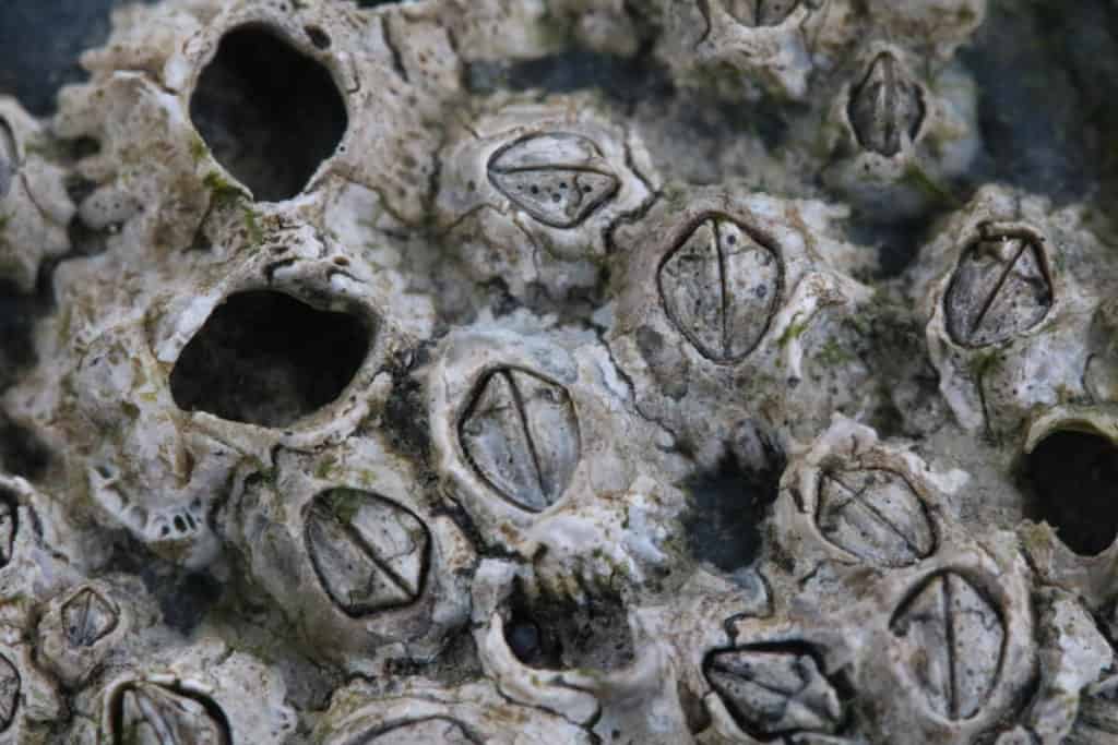 Barnacles | Softback Identification Key | Field Studies Council