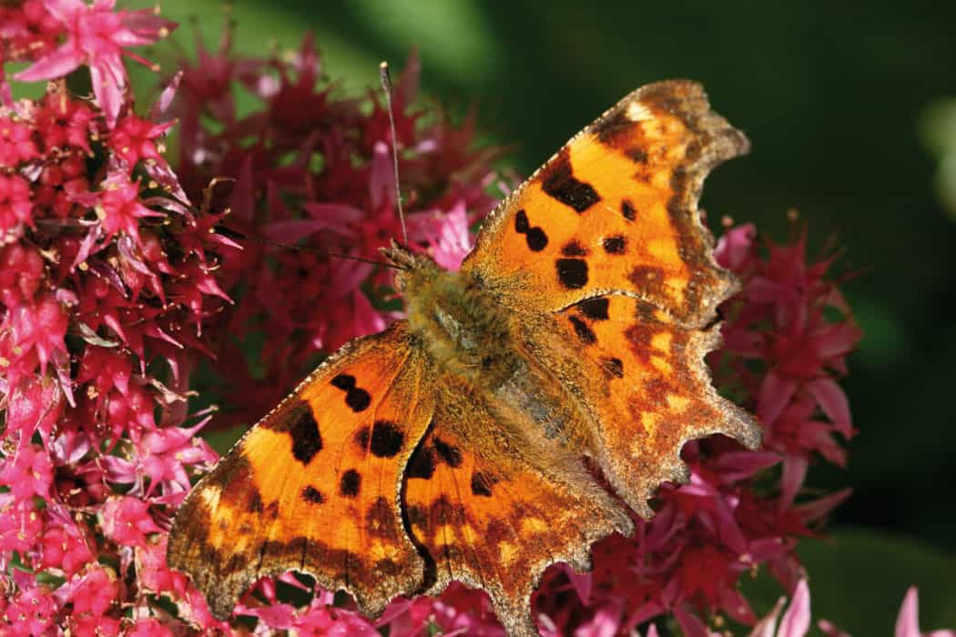 British Butterfly Identification Guide | FSC Butterfly Field Guide