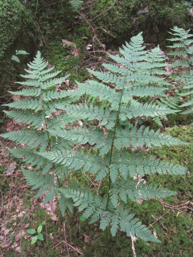 Fern Identification Field Studies Council