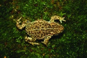 Amphibian and Reptile Conservation Trust – Field Studies Council