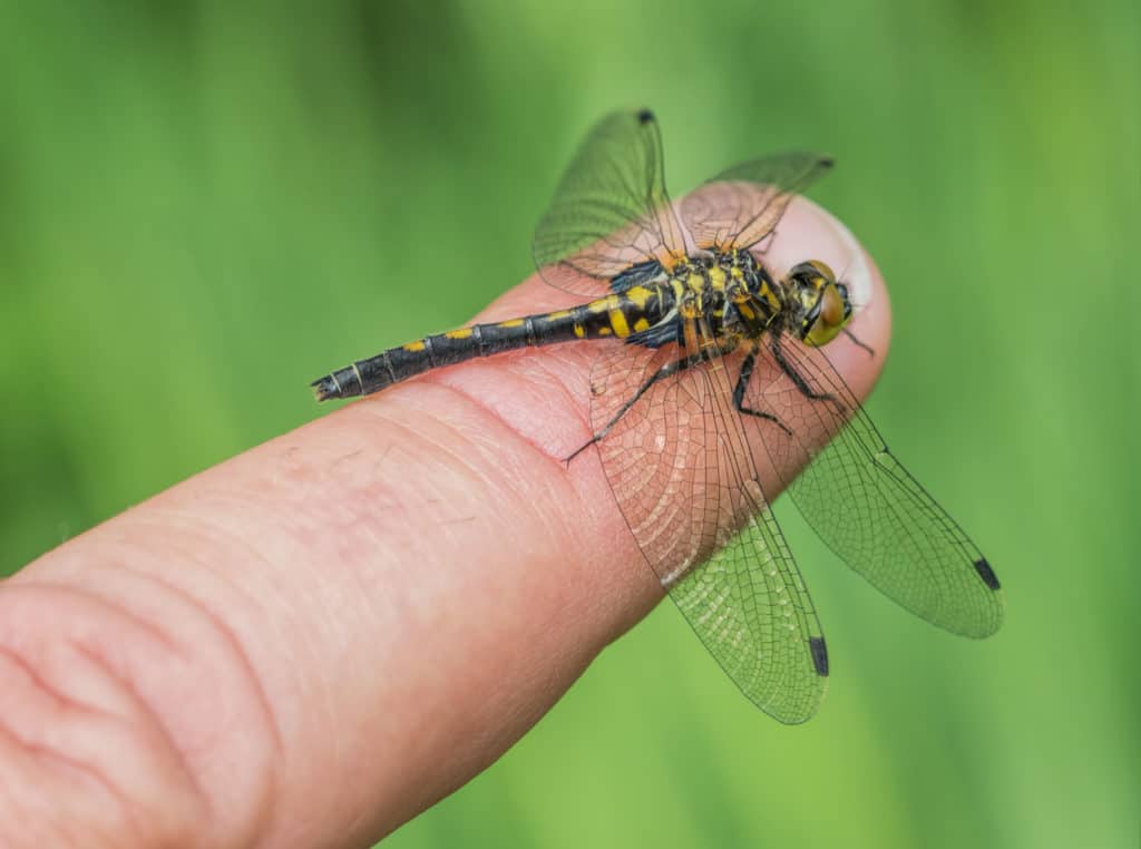 Freshwater Invertebrate Identification – Field Studies Council