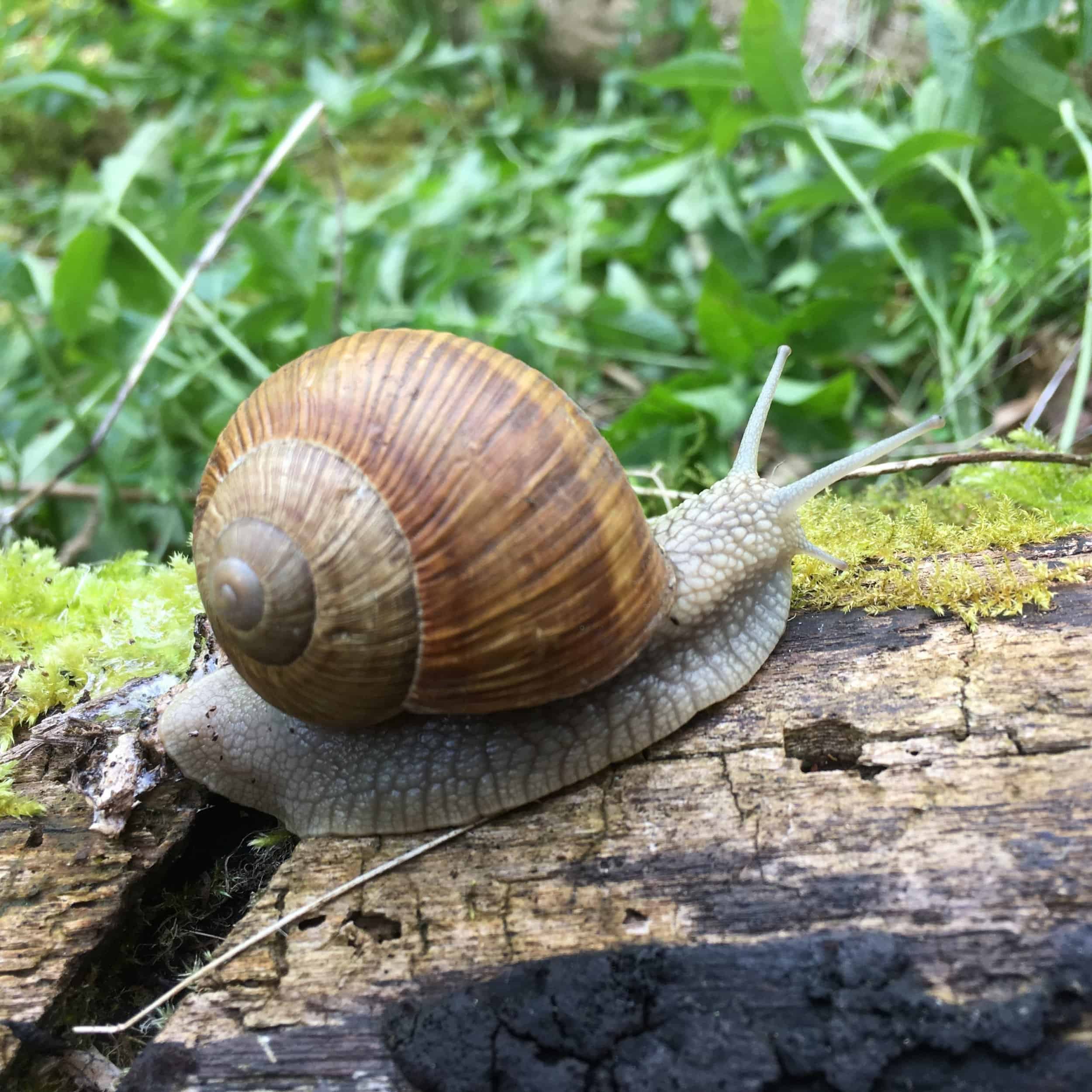 Slugs and Snails – Field Studies Council