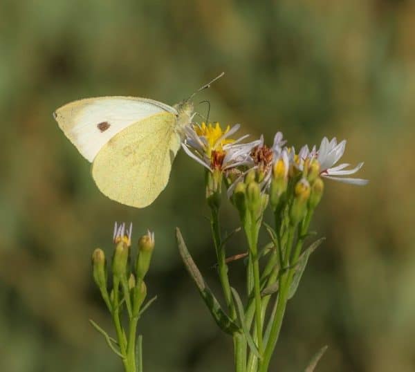 Butterfly And Moths Courses | Expert Tuition | Field Studies Council