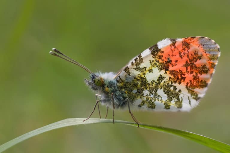 Butterfly And Moths Courses | Expert Tuition | Field Studies Council