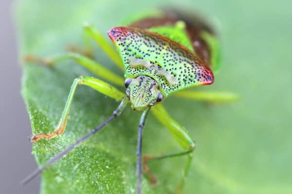 Bugs on bushes – Field Studies Council