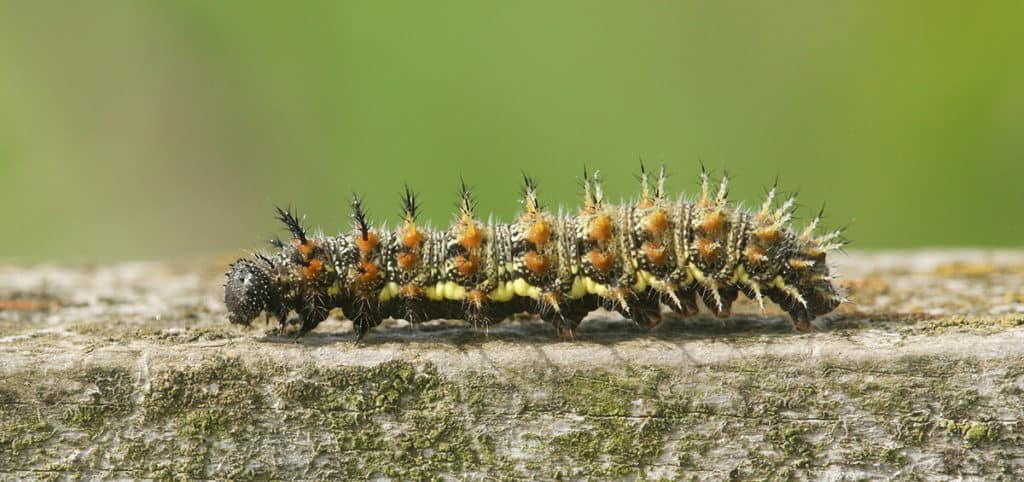 uk safari caterpillars