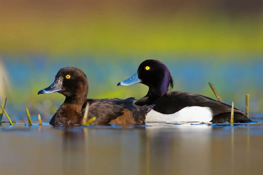 ducks-geese-and-swans-guide-field-studies-council