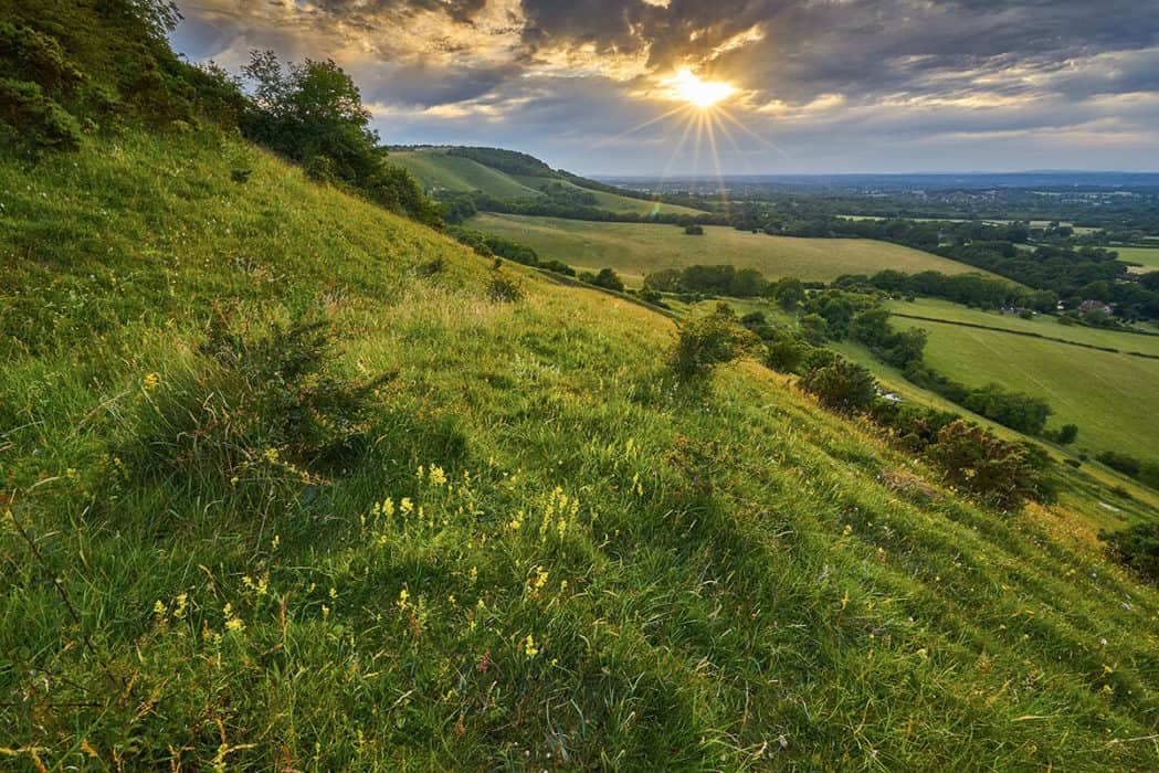 Grassland plants 2 guide – Field Studies Council