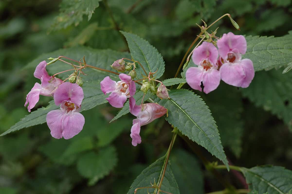 Non native Invasive Plants Guide Field Studies Council