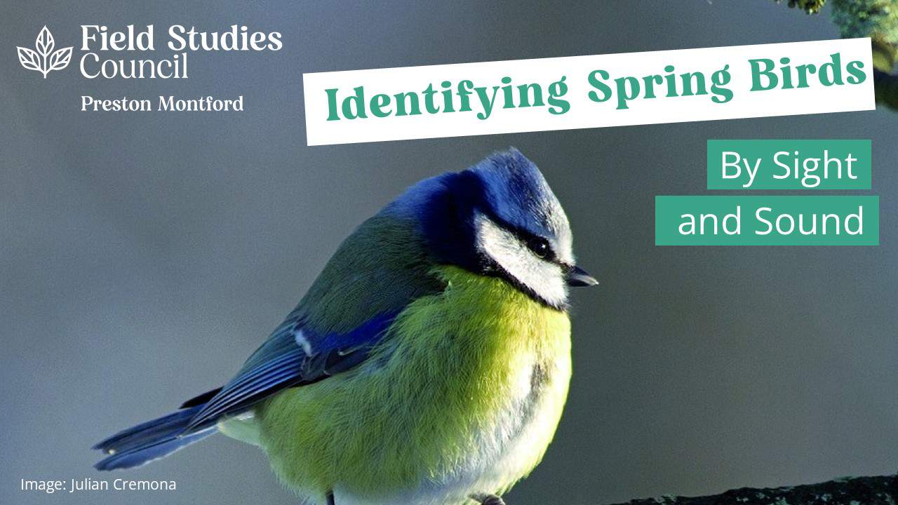 Identification of Spring Birds by Sight and Sound – Field Studies Council