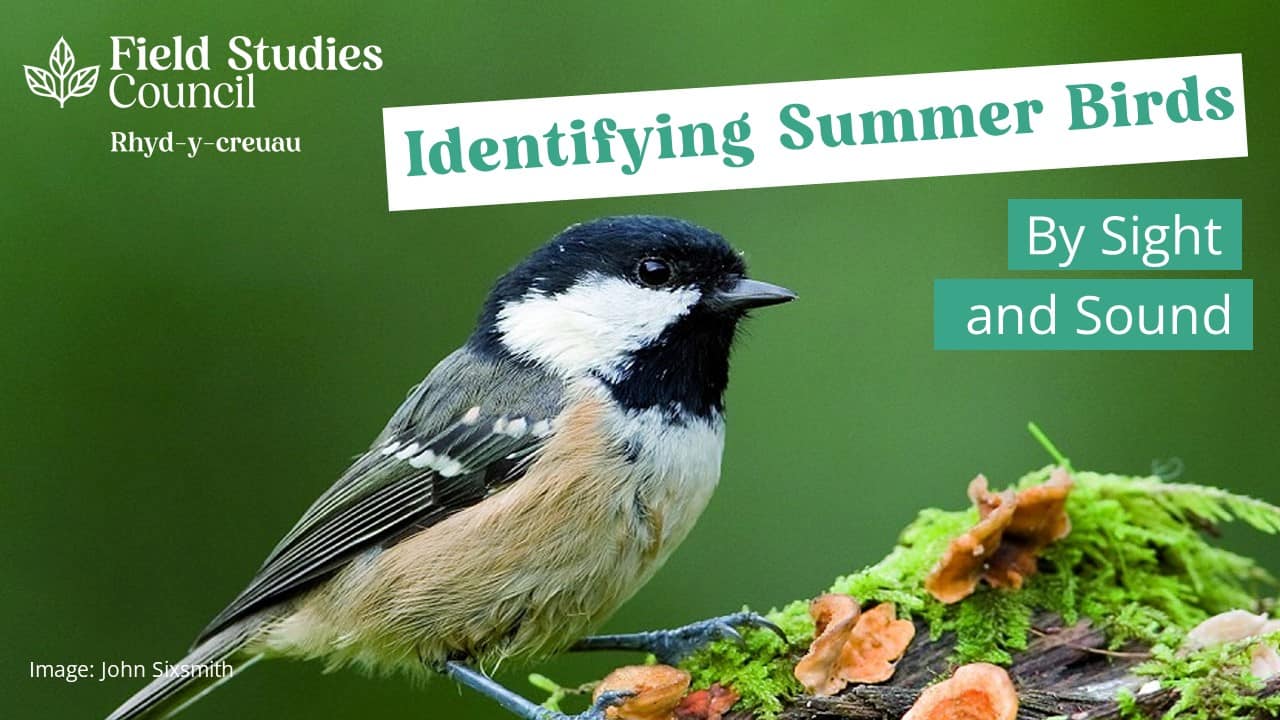 Identification Of Summer Birds By Sight And Sound – Field Studies Council