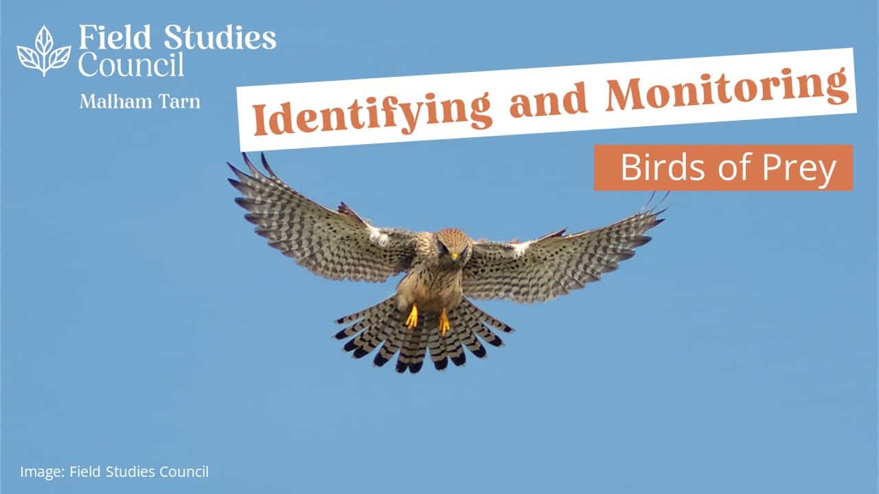 Identifying and Monitoring Birds of Prey – Field Studies Council