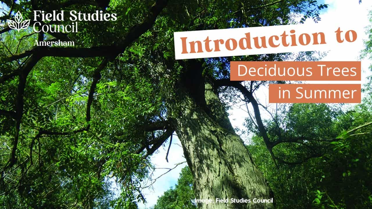 introduction-to-deciduous-trees-in-summer-field-studies-council