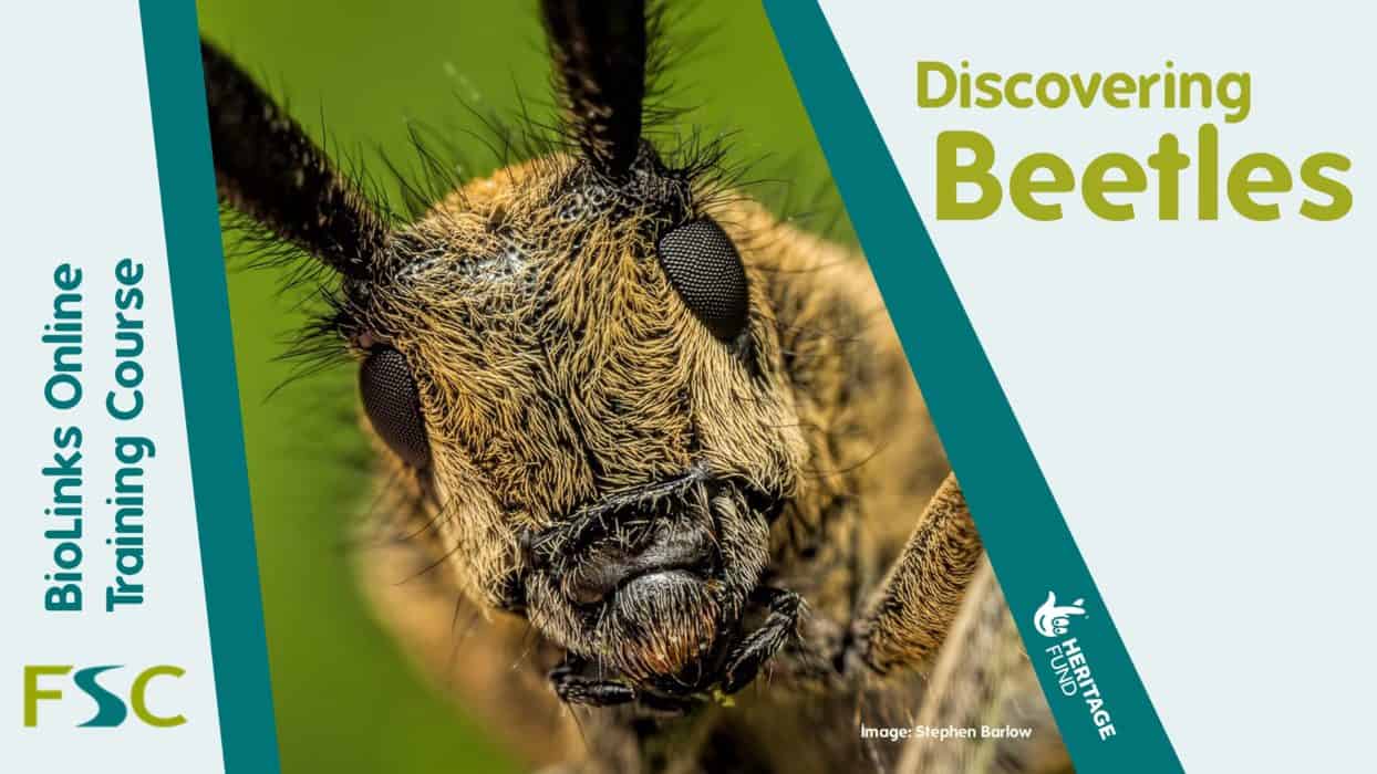 Discovering Beetles – Field Studies Council