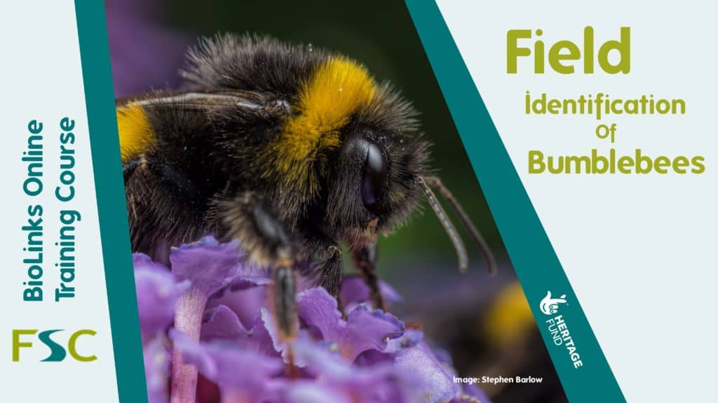 Field Identification of Bumblebees Online – Field Studies Council