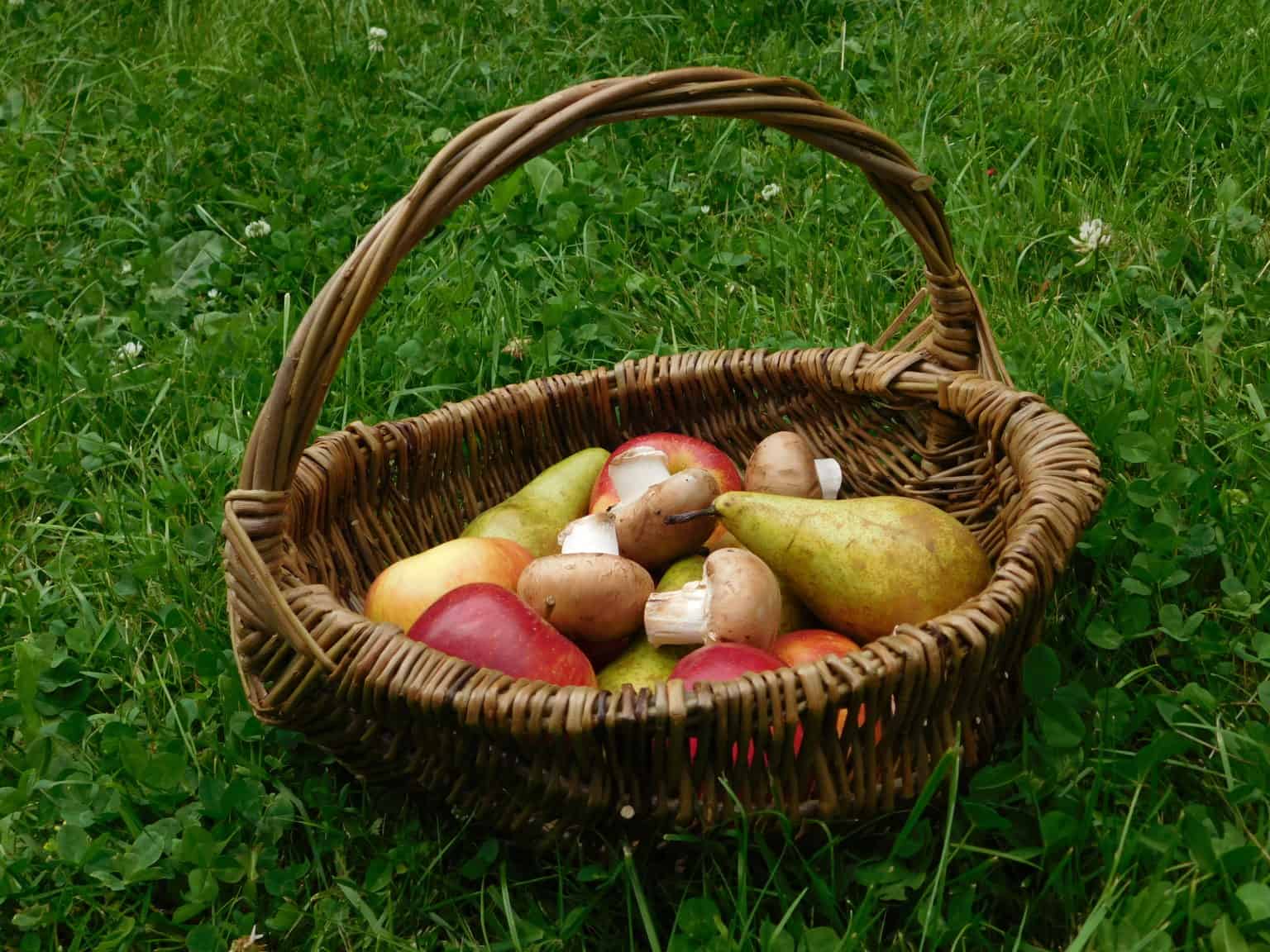 Workshop - Foraging Basket - Fully Booked – Field Studies Council