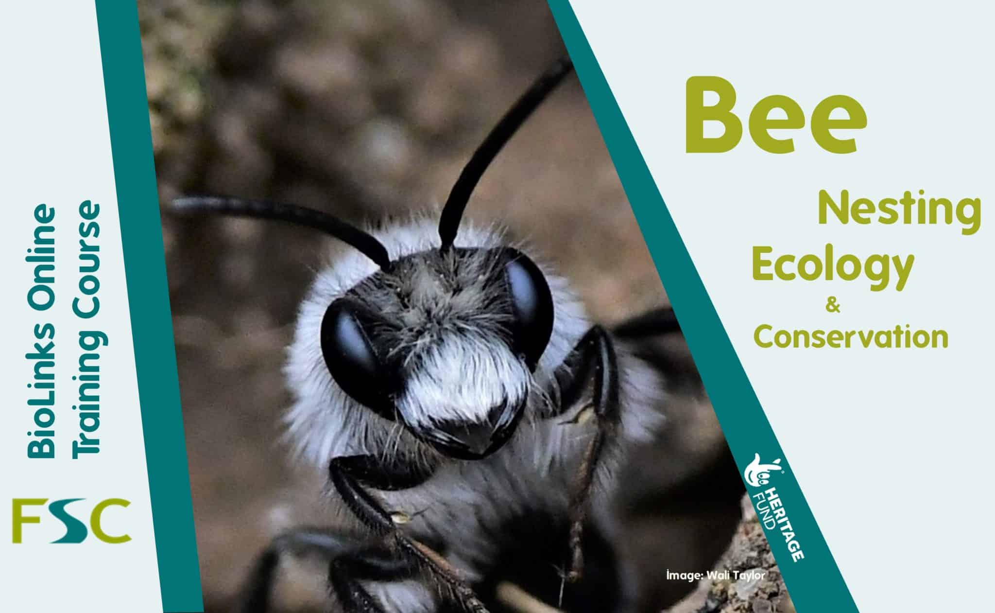 Bee Nesting Ecology and Conservation – Field Studies Council