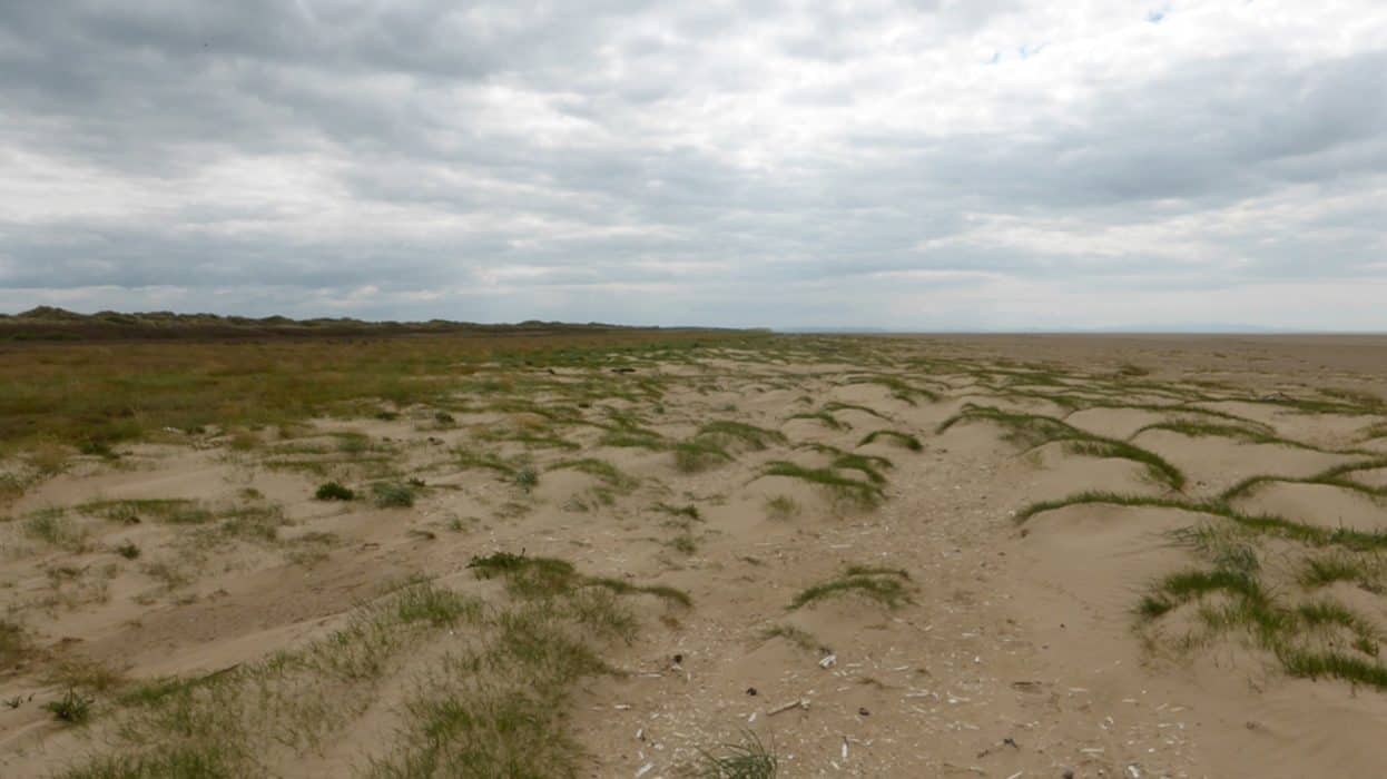 Sand Dune Succession – Field Studies Council