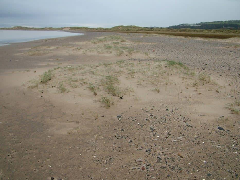 Sand Dune Succession – Field Studies Council