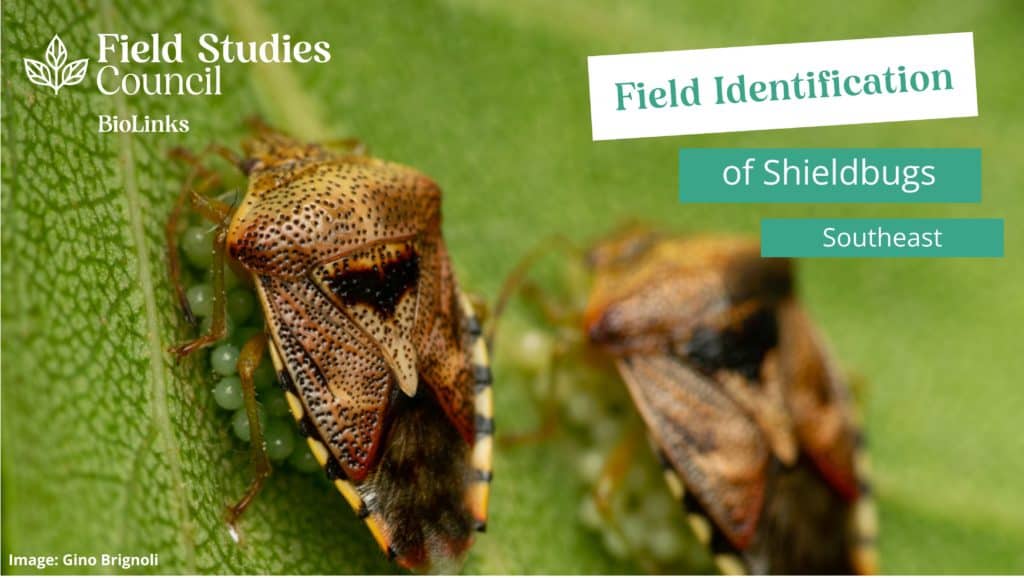 Field Identification of Shieldbugs – Field Studies Council