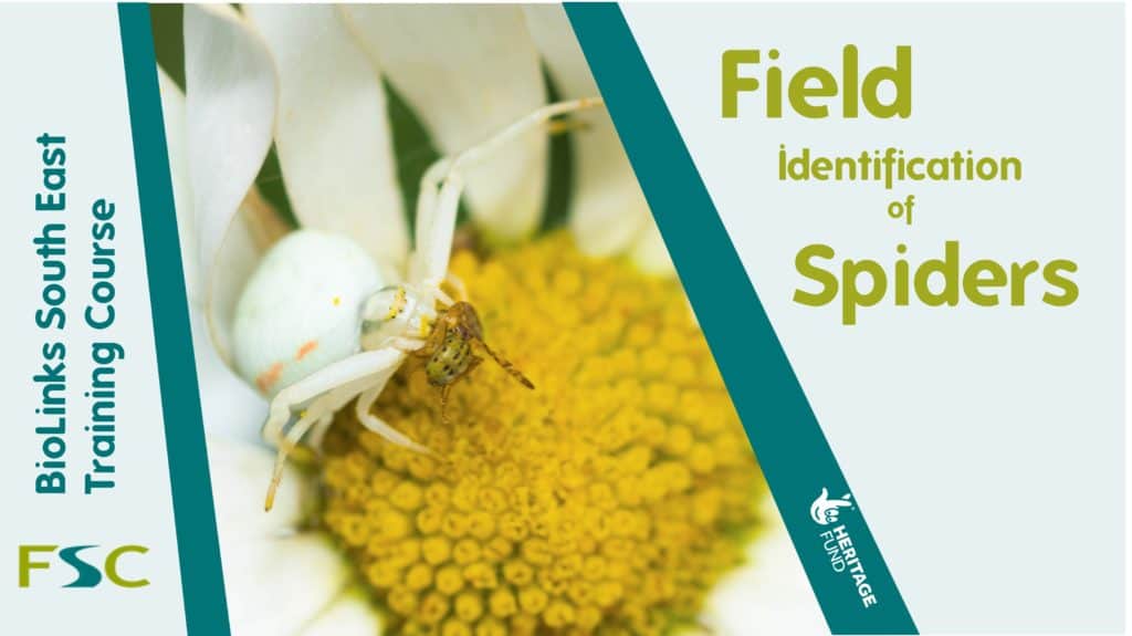 Field Identification Of Spiders – Field Studies Council