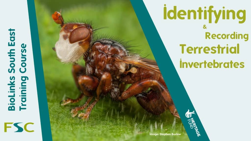 Identifying and Recording Terrestrial Invertebrates – Field Studies Council