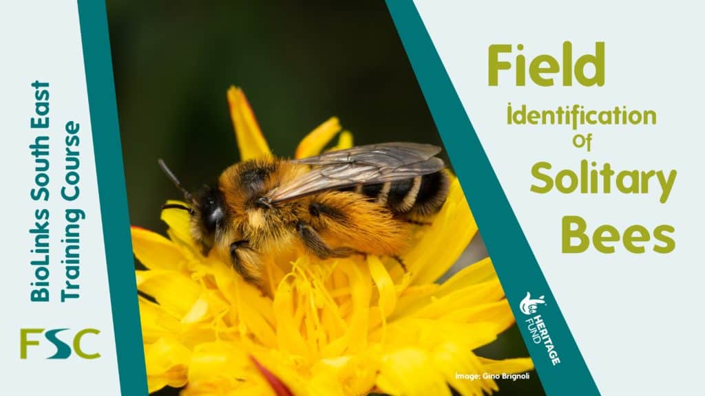 Field Identification of Solitary Bees – Field Studies Council