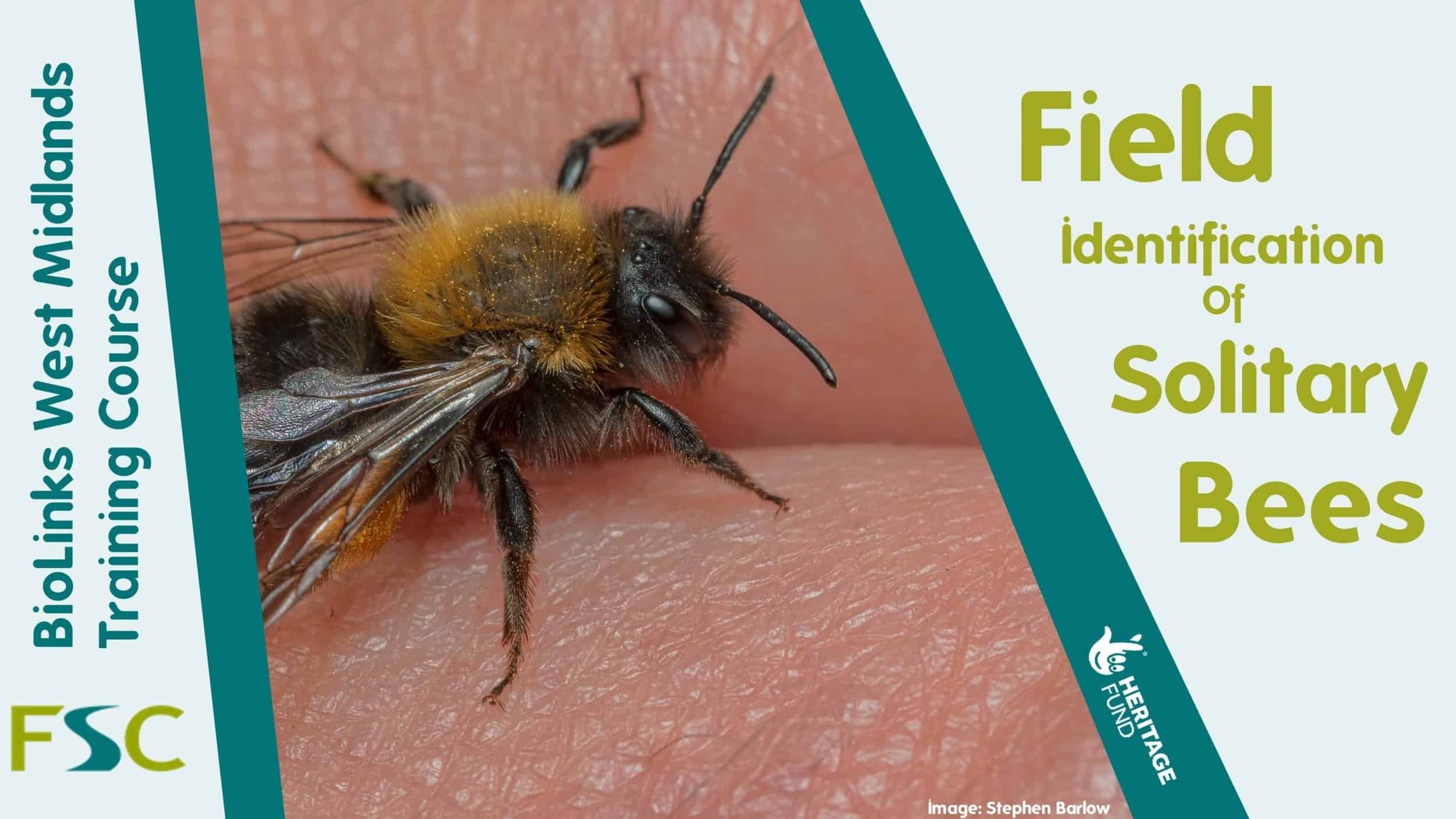 field-identification-of-solitary-bees-field-studies-council