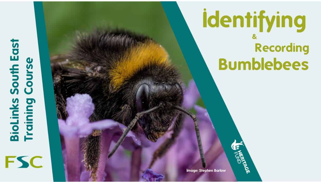 Identifying and Recording Bumblebees – Field Studies Council