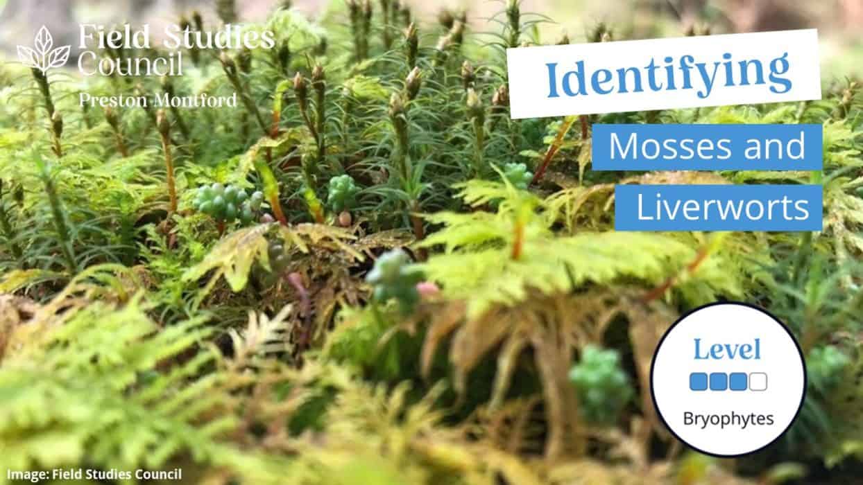 Identifying Mosses and Liverworts - MMU 2023 – Field Studies Council