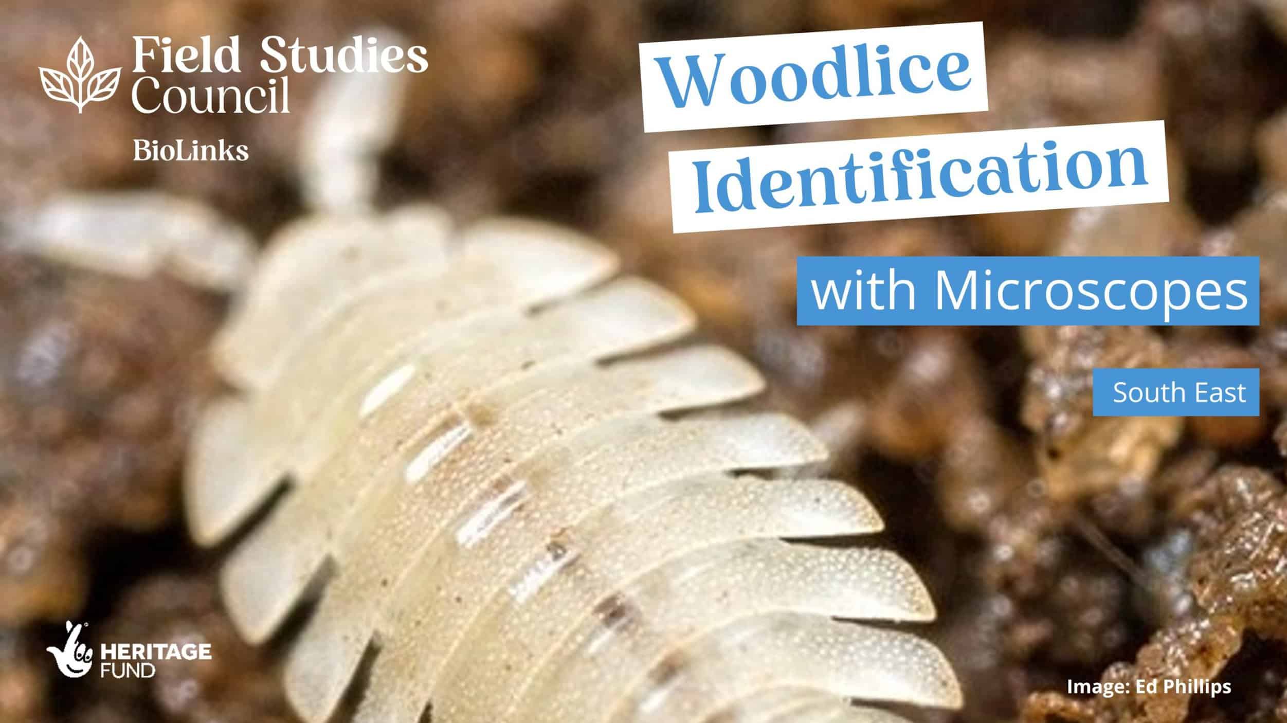 Woodlice Identification with Microscopes - 27/10/2022 – Field Studies ...