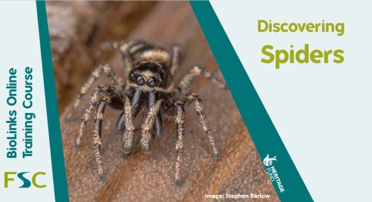 Discovering Spiders – Field Studies Council