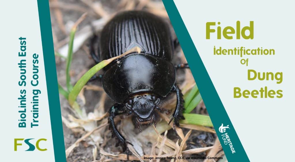 Field Identification of Dung Beetles – Field Studies Council