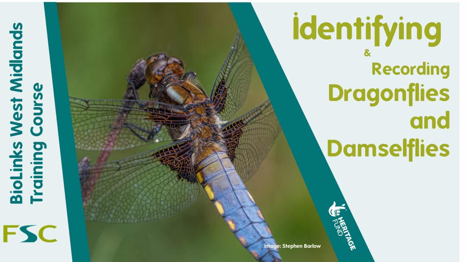 Identifying And Recording Dragonflies And Damselflies – Field Studies ...