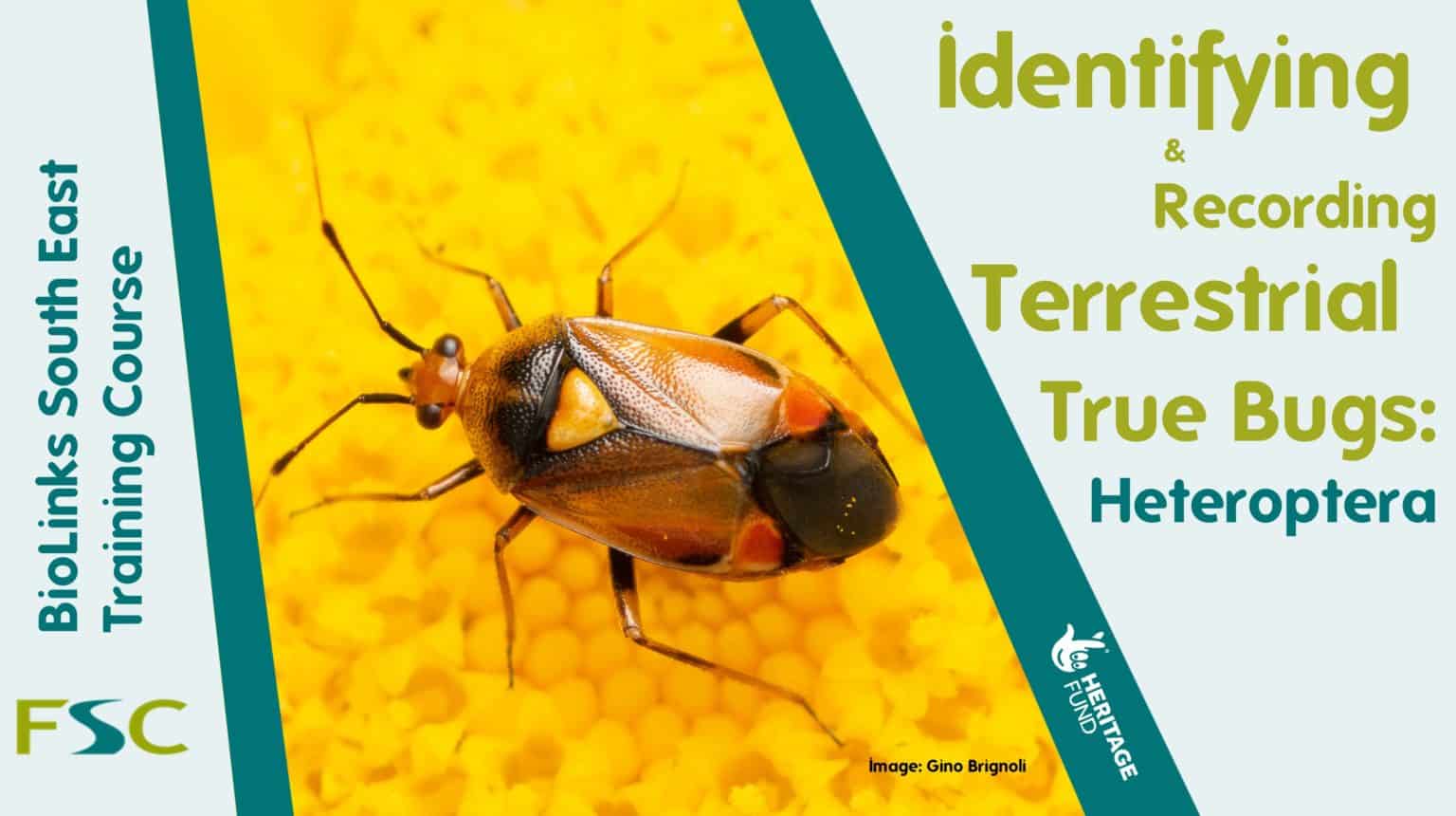 Identifying and Recording Terrestrial True Bugs: Heteroptera – Field ...