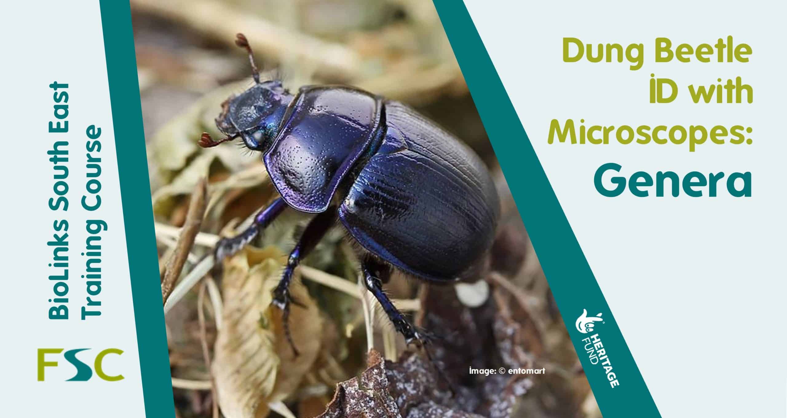 Dung Beetle ID with Microscopes: Genera – Field Studies Council