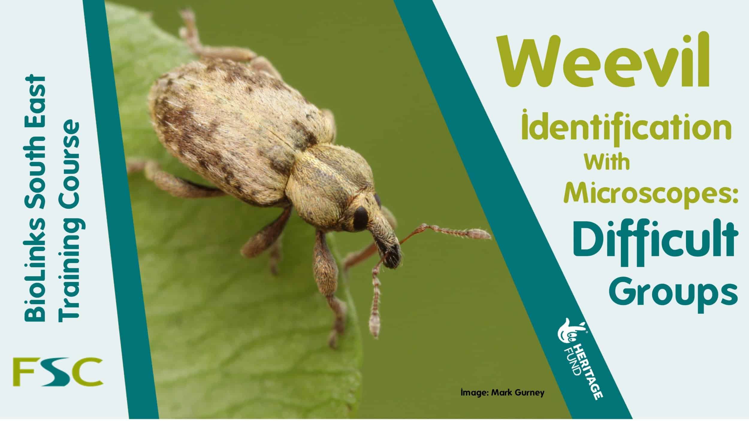 Weevils  Facts & Identification, Control & Prevention