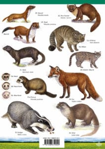 Land mammals guide – Field Studies Council