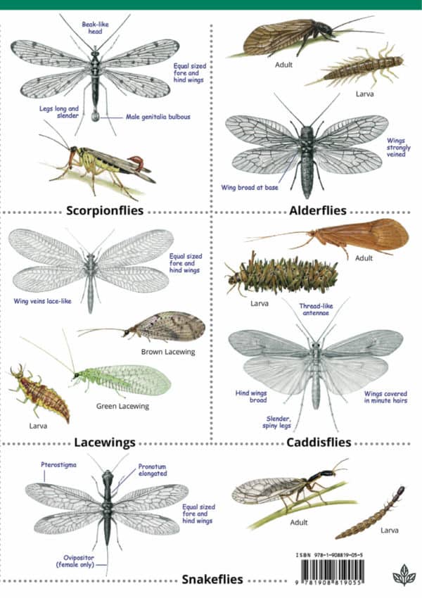 Insects Of The British Isles Guide – Field Studies Council